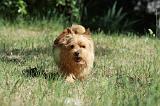 NORWICH TERRIER 025